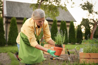 Photo of Senior woman in gloves and apron transplanting beautiful plant in garden