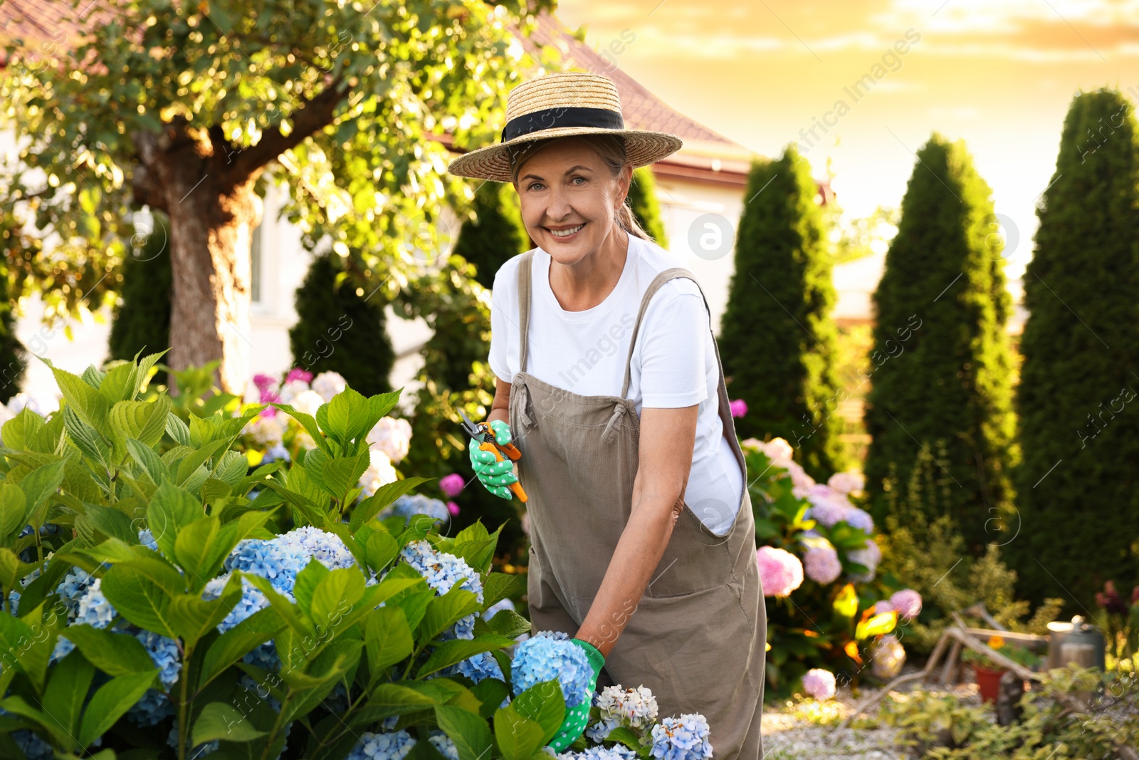 Photo of Portrait of smiling senior woman in hat and apron with secateurs and flowers in garden