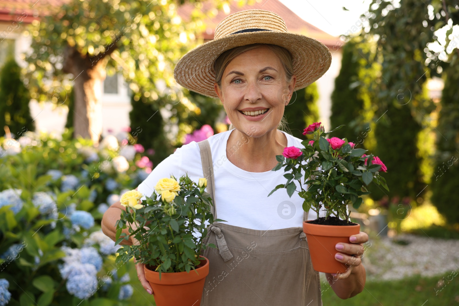 Portrait of smiling senior woman in hat and apron with potted roses in garden Photo of Portrait of smiling senior woman in hat and apron with potted roses in garden