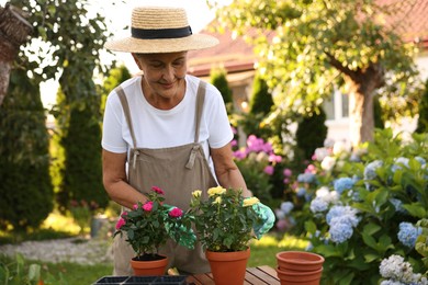 Photo of Smiling senior woman in hat and apron with potted roses in garden