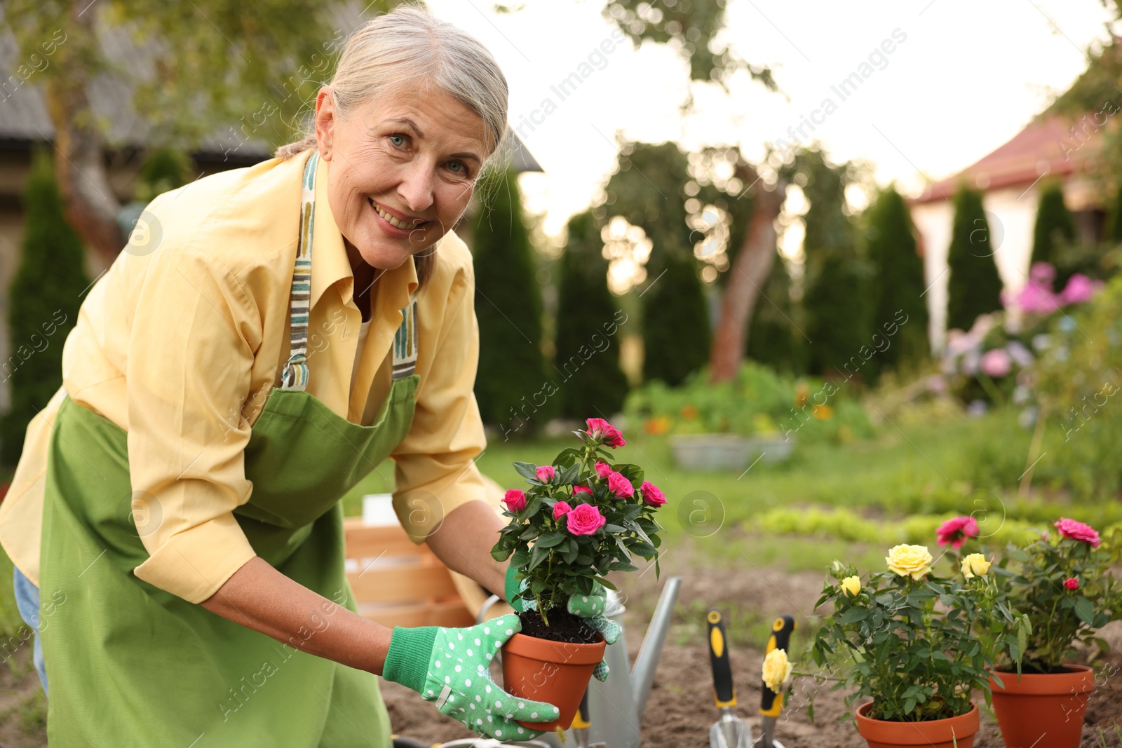 Smiling senior woman in apron transplanting beautiful flowers in garden Photo of Smiling senior woman in apron transplanting beautiful flowers in garden