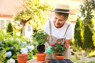 Photo of Smiling senior woman in hat and apron transplanting beautiful flowers in garden