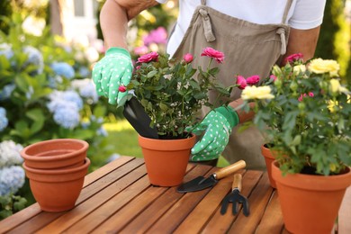 Photo of Senior woman in apron transplanting beautiful flowers at table in garden, closeup