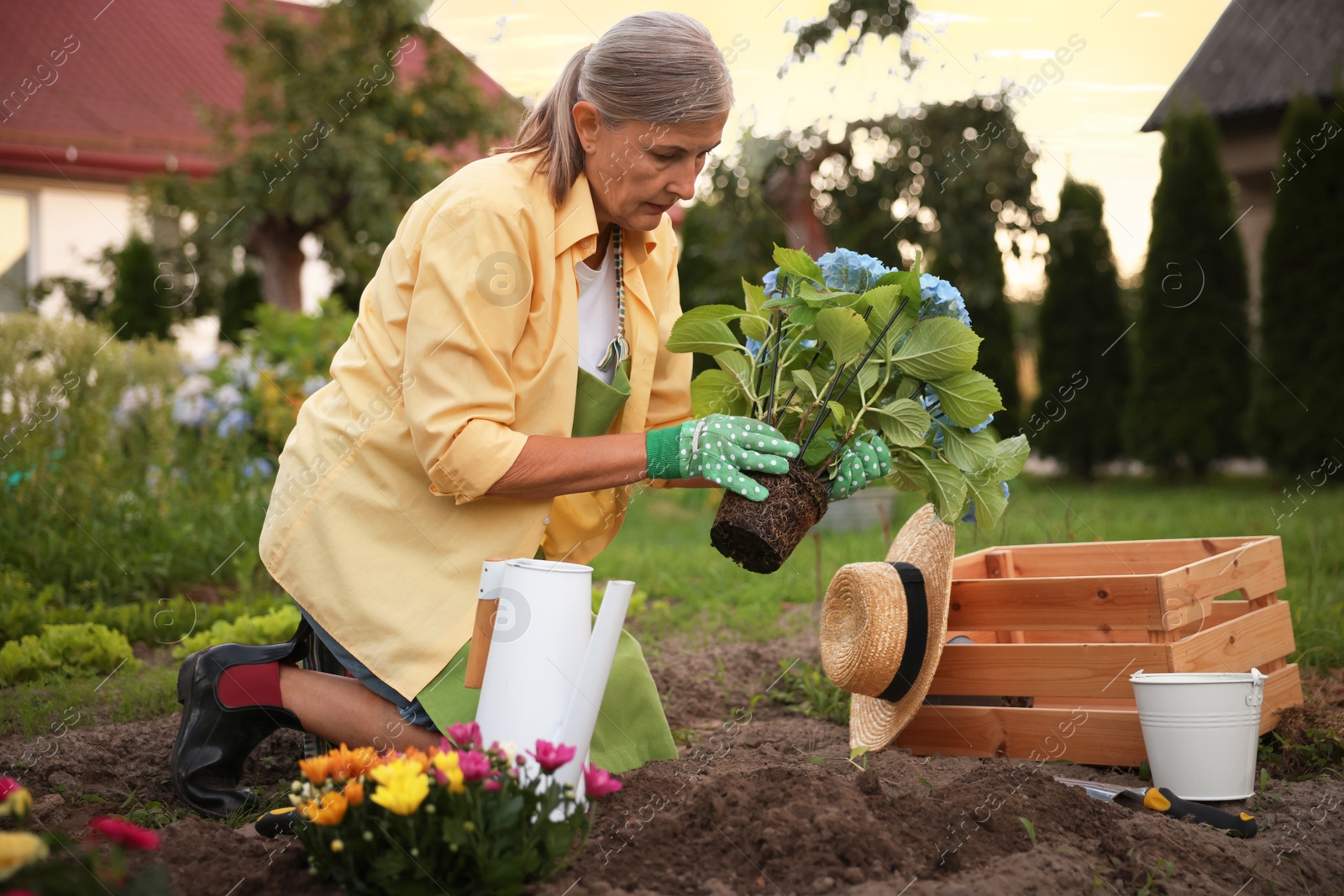 Photo of Senior woman in apron transplanting beautiful flowers in garden