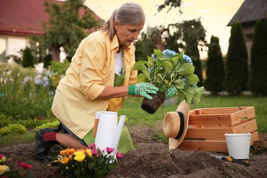 Photo of Senior woman in apron transplanting beautiful flowers in garden