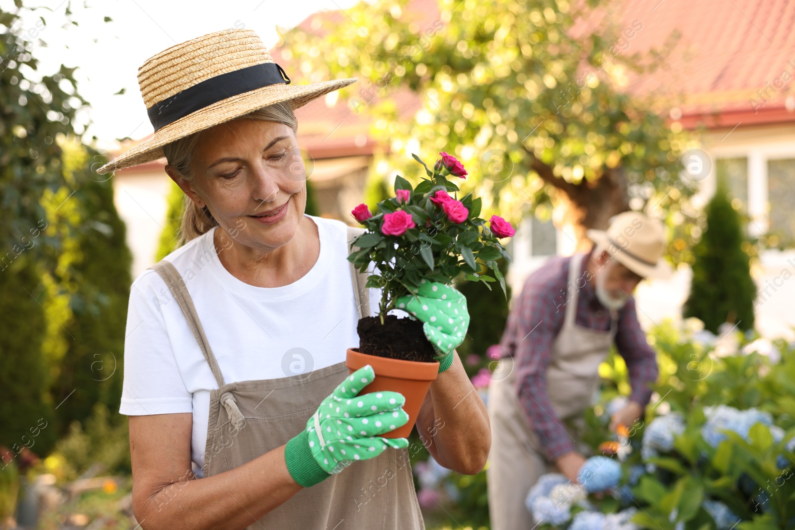 Photo of Senior couple in hats working with plants in garden, selective focus