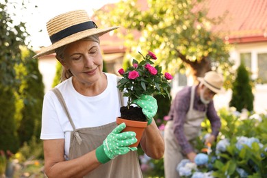 Photo of Senior couple in hats working with plants in garden, selective focus