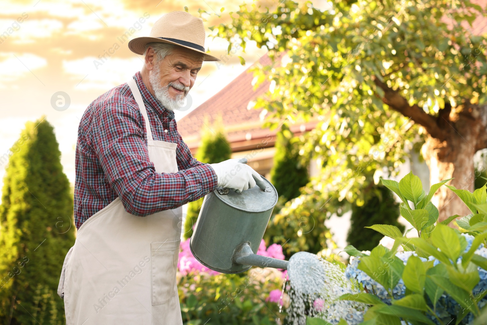 Photo of Elderly man in hat and apron watering beautiful flowers with can in garden