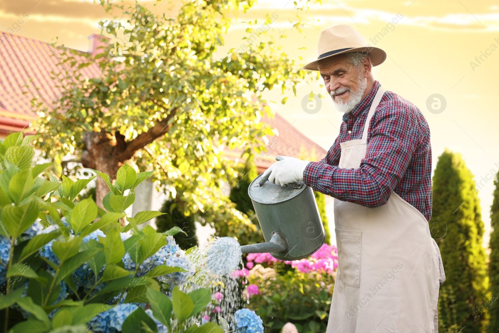 Photo of Elderly man in hat and apron watering beautiful flowers with can in garden