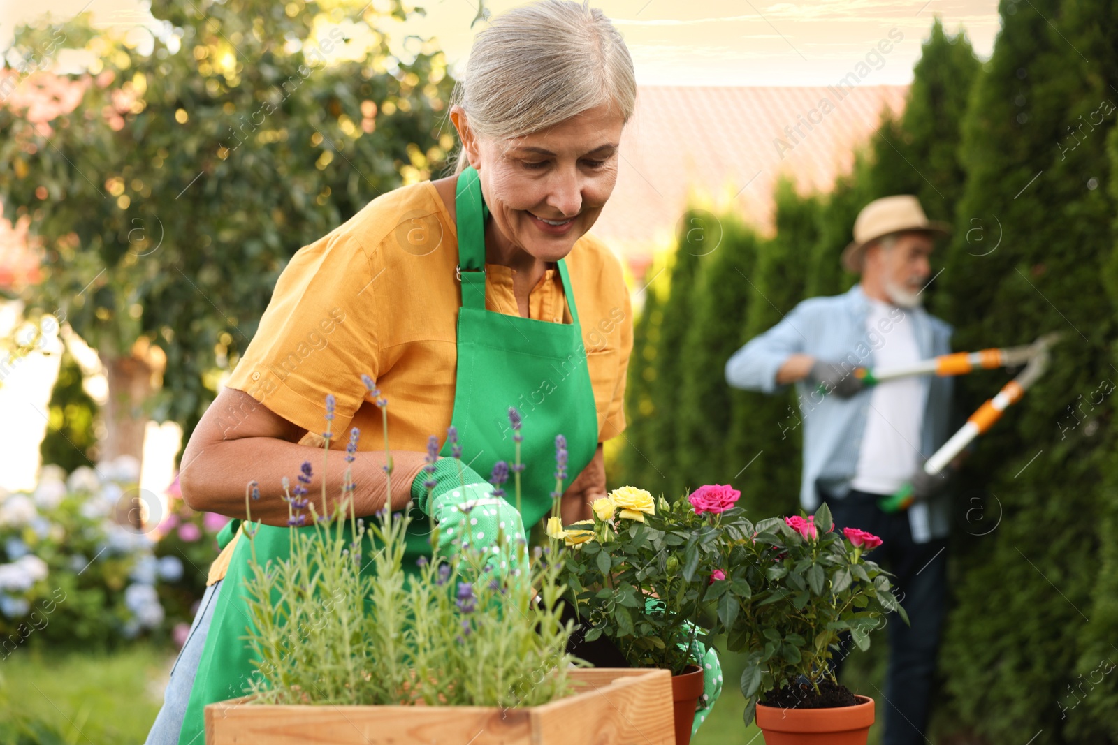 Photo of Senior couple working with plants in garden, selective focus