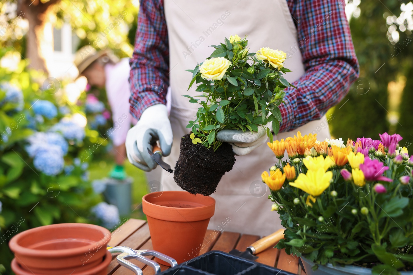 Photo of Senior man in apron transplanting beautiful flowers at table in garden, closeup