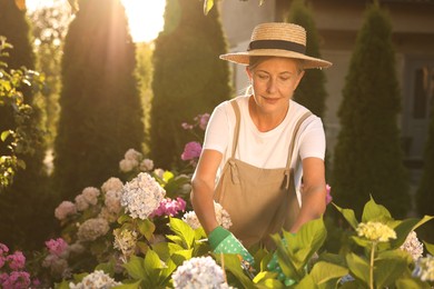 Photo of Senior woman in hat, gloves and apron working with plants and secateurs in garden