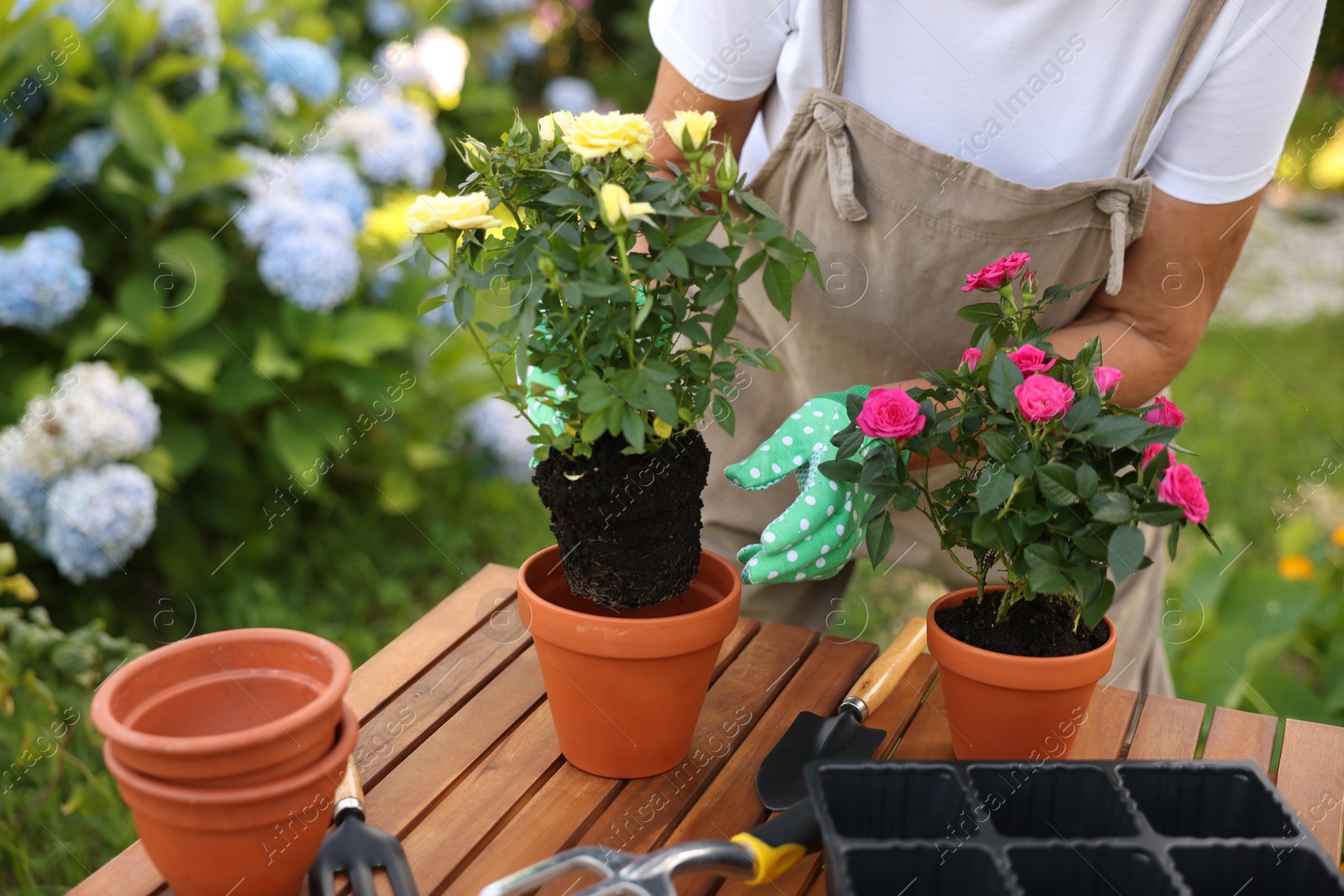 Photo of Senior woman in apron transplanting beautiful flowers at table in garden, closeup