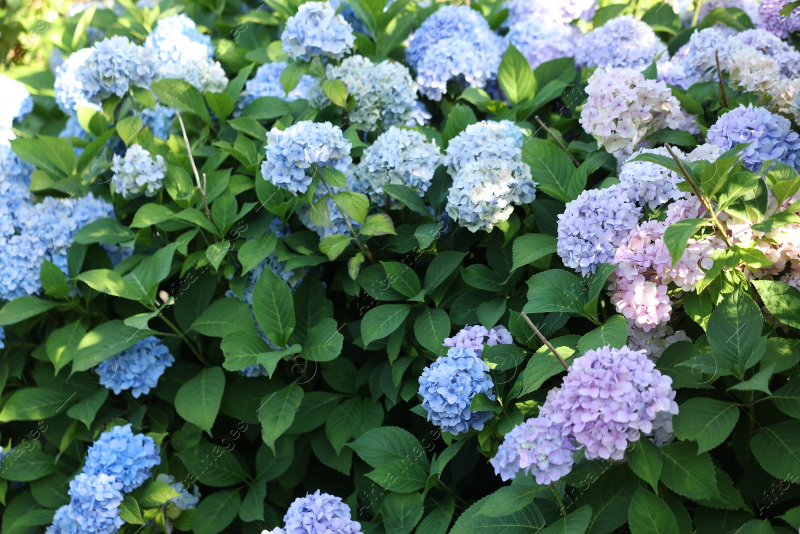 Photo of Beautiful hortensia flowers and green leaves growing in garden