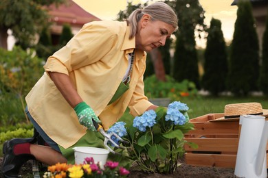 Photo of Senior woman in gloves and apron working with plants and digging fork in garden