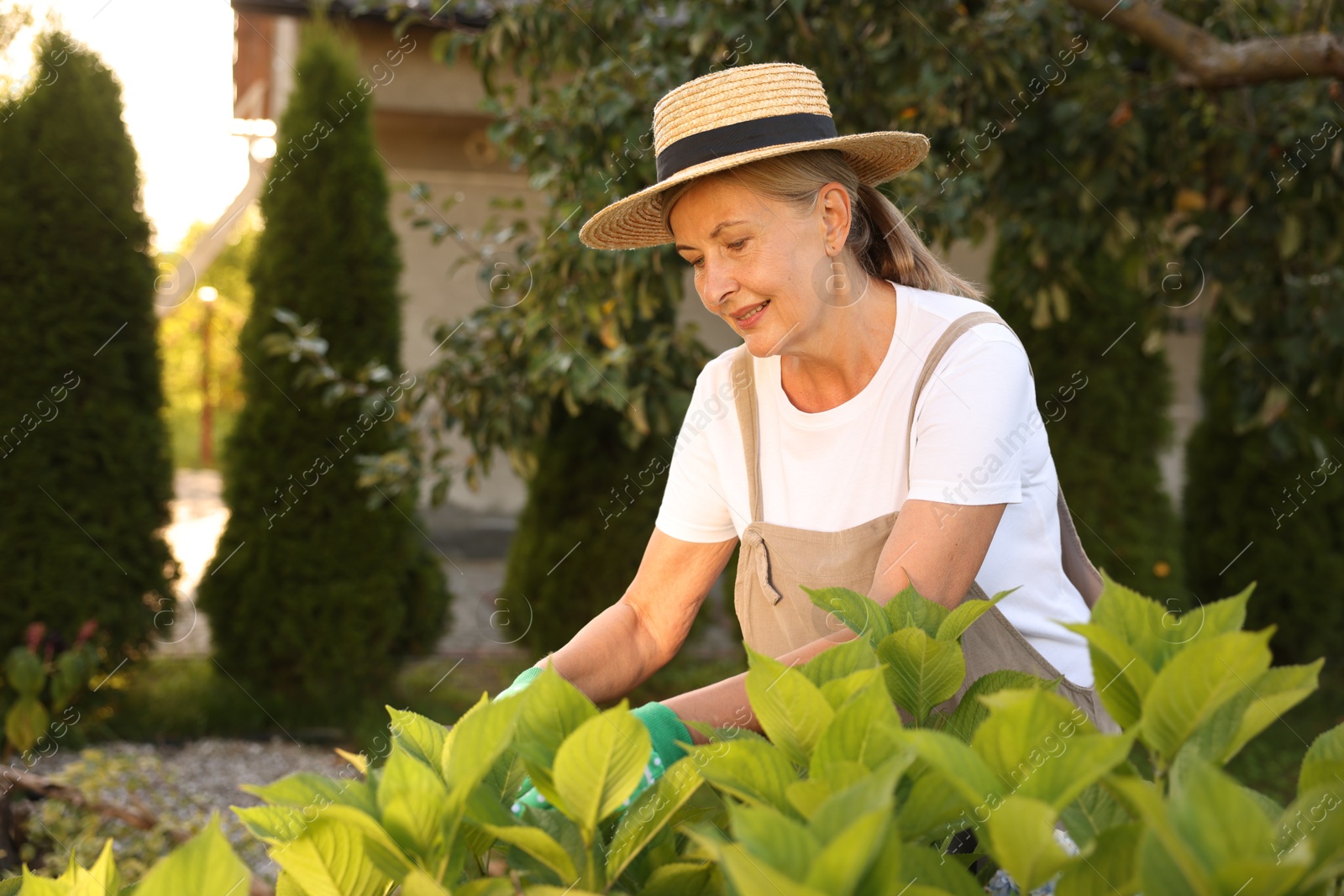 Photo of Smiling senior woman in hat and apron working with plants in garden