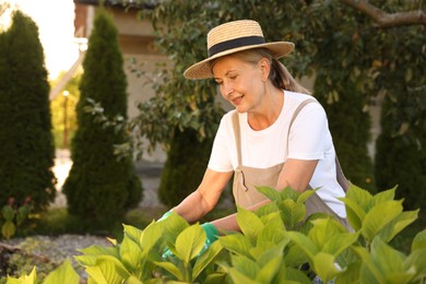 Photo of Smiling senior woman in hat and apron working with plants in garden