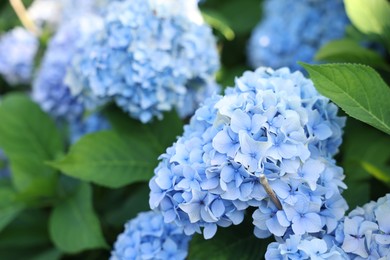 Photo of Beautiful hortensia flowers and green leaves growing in garden, closeup
