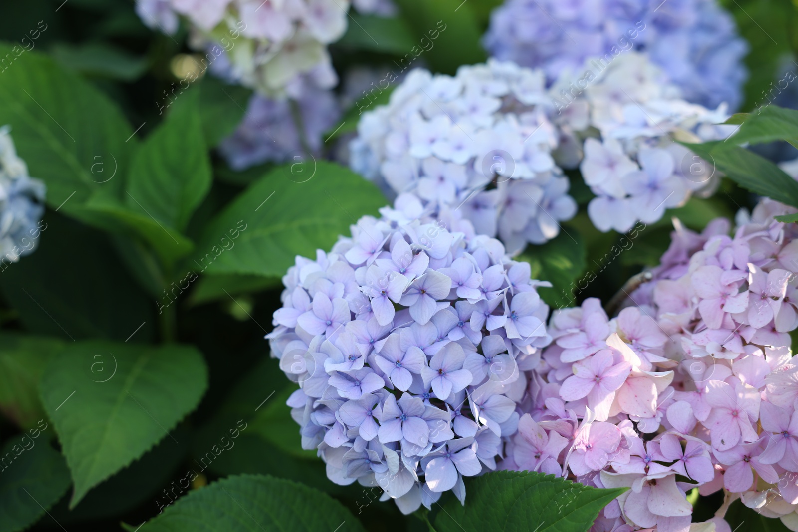 Photo of Beautiful hortensia flowers and green leaves growing in garden, closeup