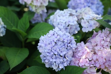 Photo of Beautiful hortensia flowers and green leaves growing in garden, closeup