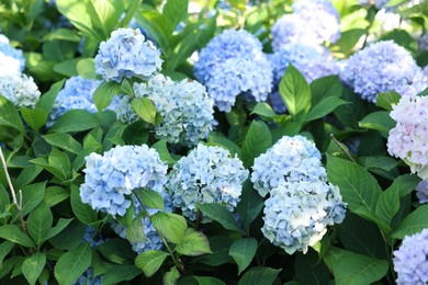 Photo of Beautiful hortensia flowers and green leaves growing in garden