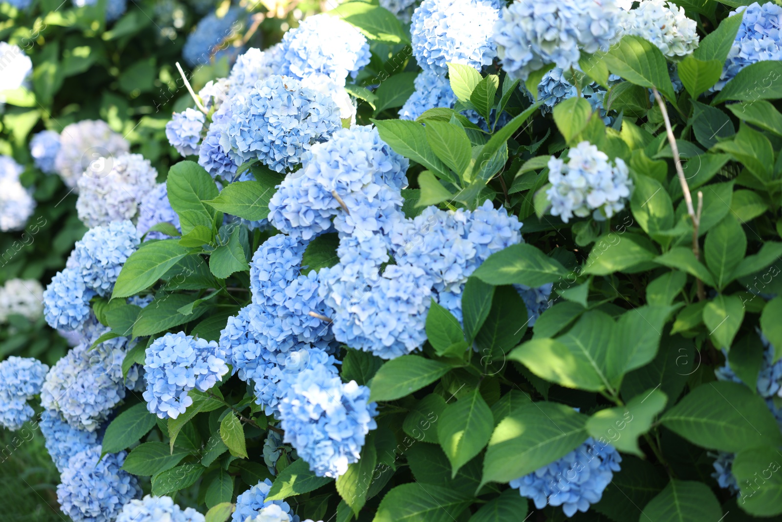 Photo of Beautiful hortensia flowers and green leaves growing in garden