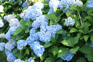Photo of Beautiful hortensia flowers and green leaves growing in garden