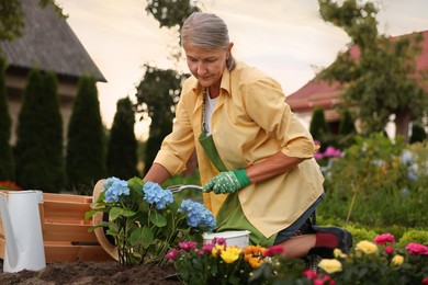 Photo of Senior woman in gloves and apron working with plants and digging fork in garden