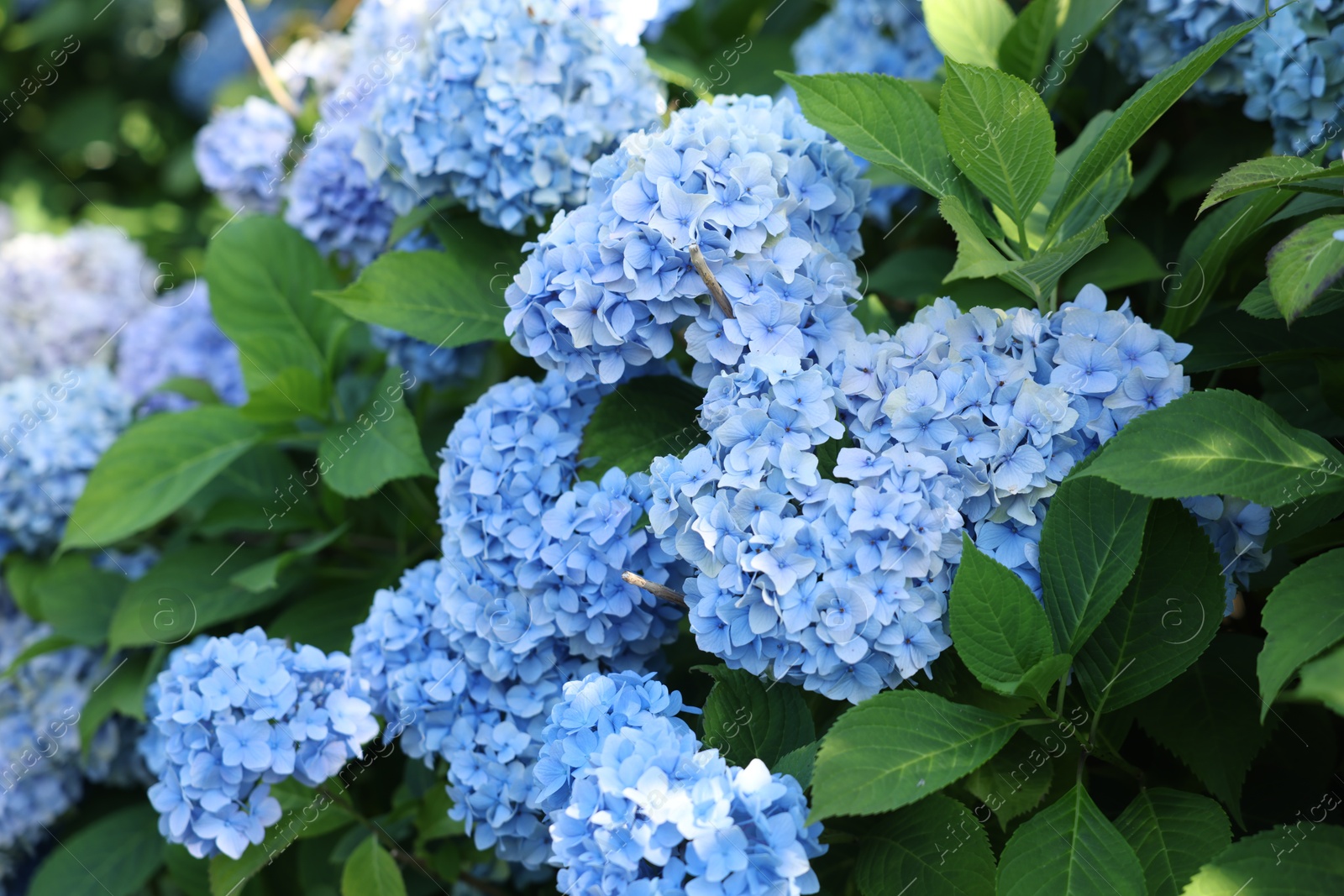 Photo of Beautiful hortensia flowers and green leaves growing in garden