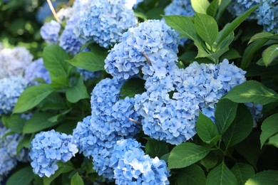 Photo of Beautiful hortensia flowers and green leaves growing in garden