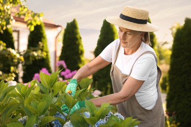 Photo of Senior woman in hat, gloves and apron working with plants and secateurs in garden