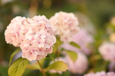Photo of Beautiful hortensia flowers and green leaves growing in garden, closeup. Space for text