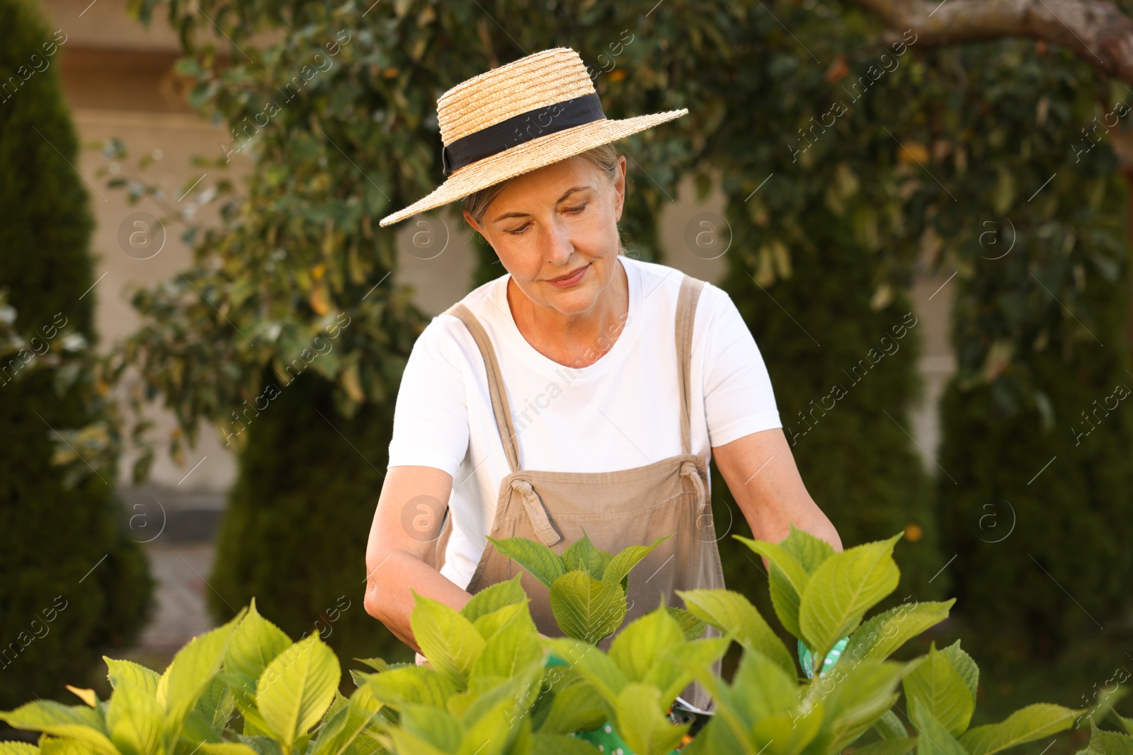 Photo of Senior woman in hat and apron working with plants in garden