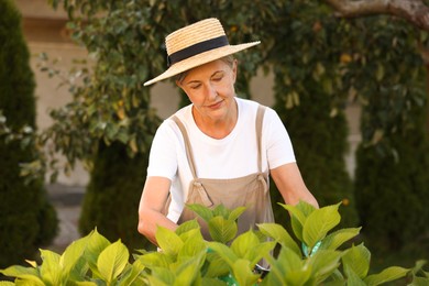 Photo of Senior woman in hat and apron working with plants in garden
