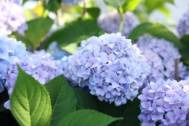 Photo of Beautiful hortensia flowers and green leaves growing in garden, closeup