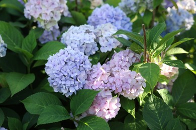 Photo of Beautiful hortensia flowers and green leaves growing in garden, closeup