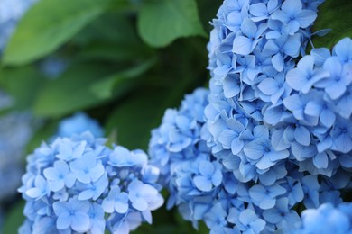 Photo of Beautiful hortensia flowers and green leaves growing in garden, closeup