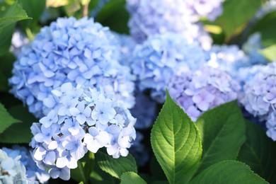 Photo of Beautiful hortensia flowers and green leaves growing in garden, closeup