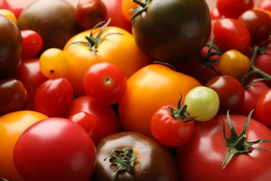 Photo of Different ripe juicy tomatoes as background, closeup