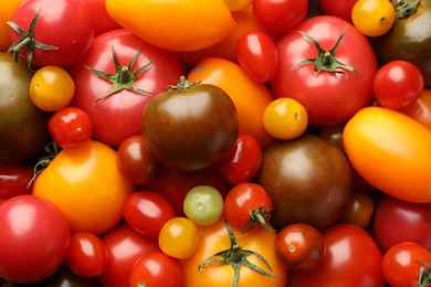 Photo of Different ripe juicy tomatoes as background, closeup