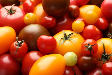 Photo of Different ripe juicy tomatoes as background, closeup