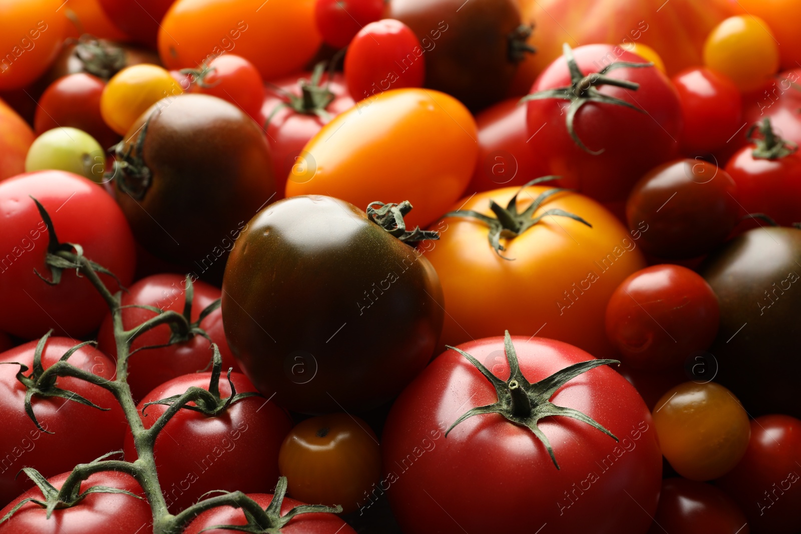 Photo of Different ripe juicy tomatoes as background, closeup
