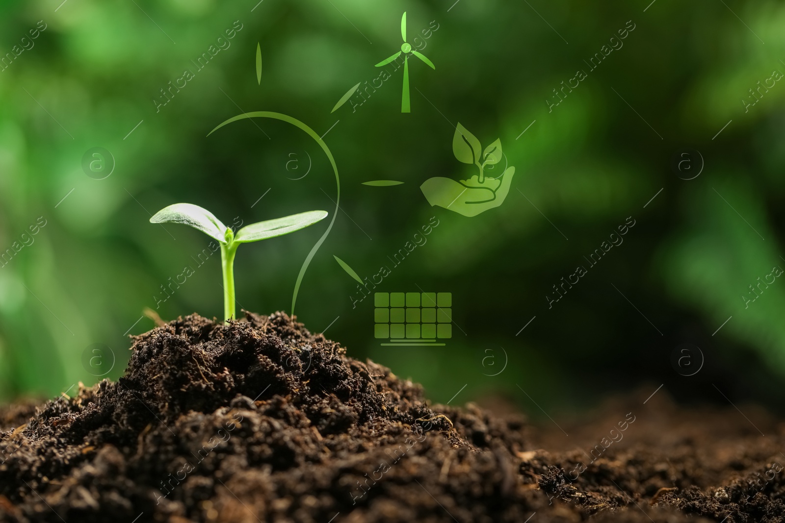 Electricity and nature. Green plant in soil outdoors. Light bulb outline and different icons Image of Electricity and nature. Green plant in soil outdoors. Light bulb outline and different icons