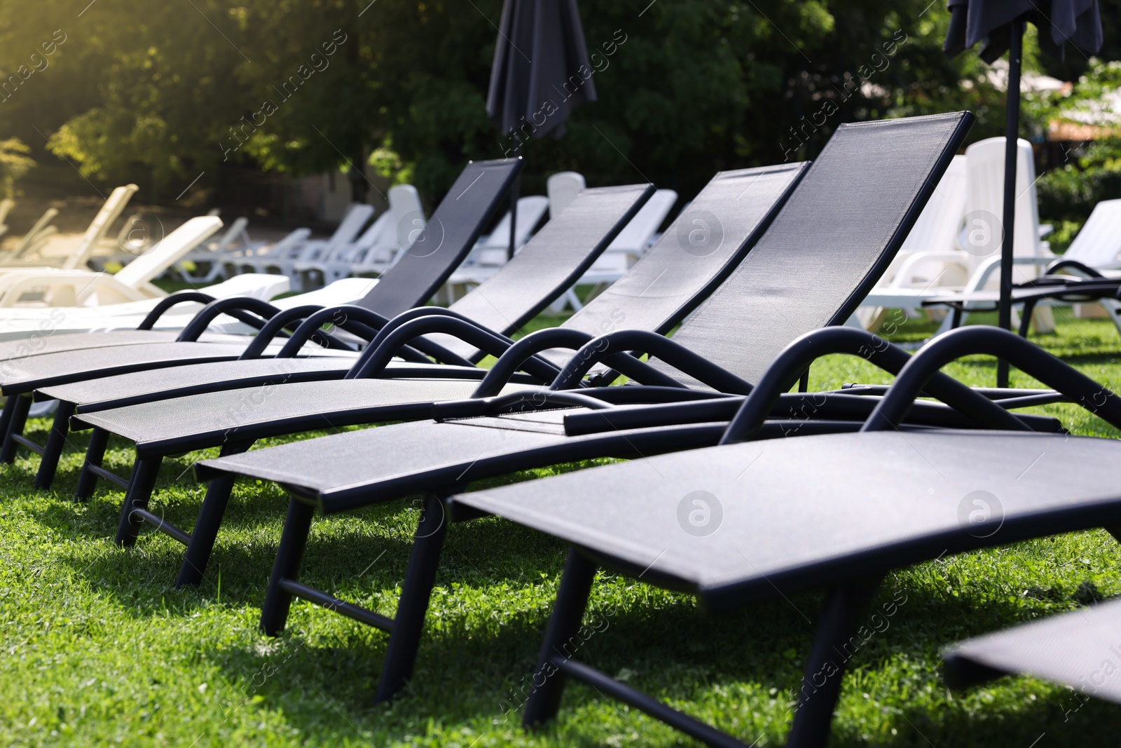 Many sunbeds on green grass outdoors, closeup Photo of Many sunbeds on green grass outdoors, closeup