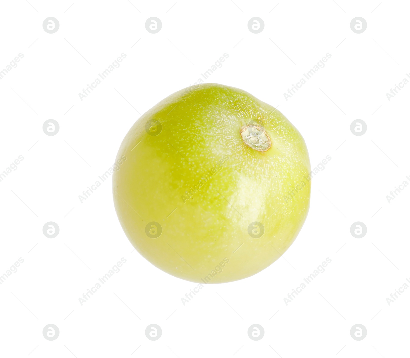 One ripe green tomato isolated on white Photo of One ripe green tomato isolated on white