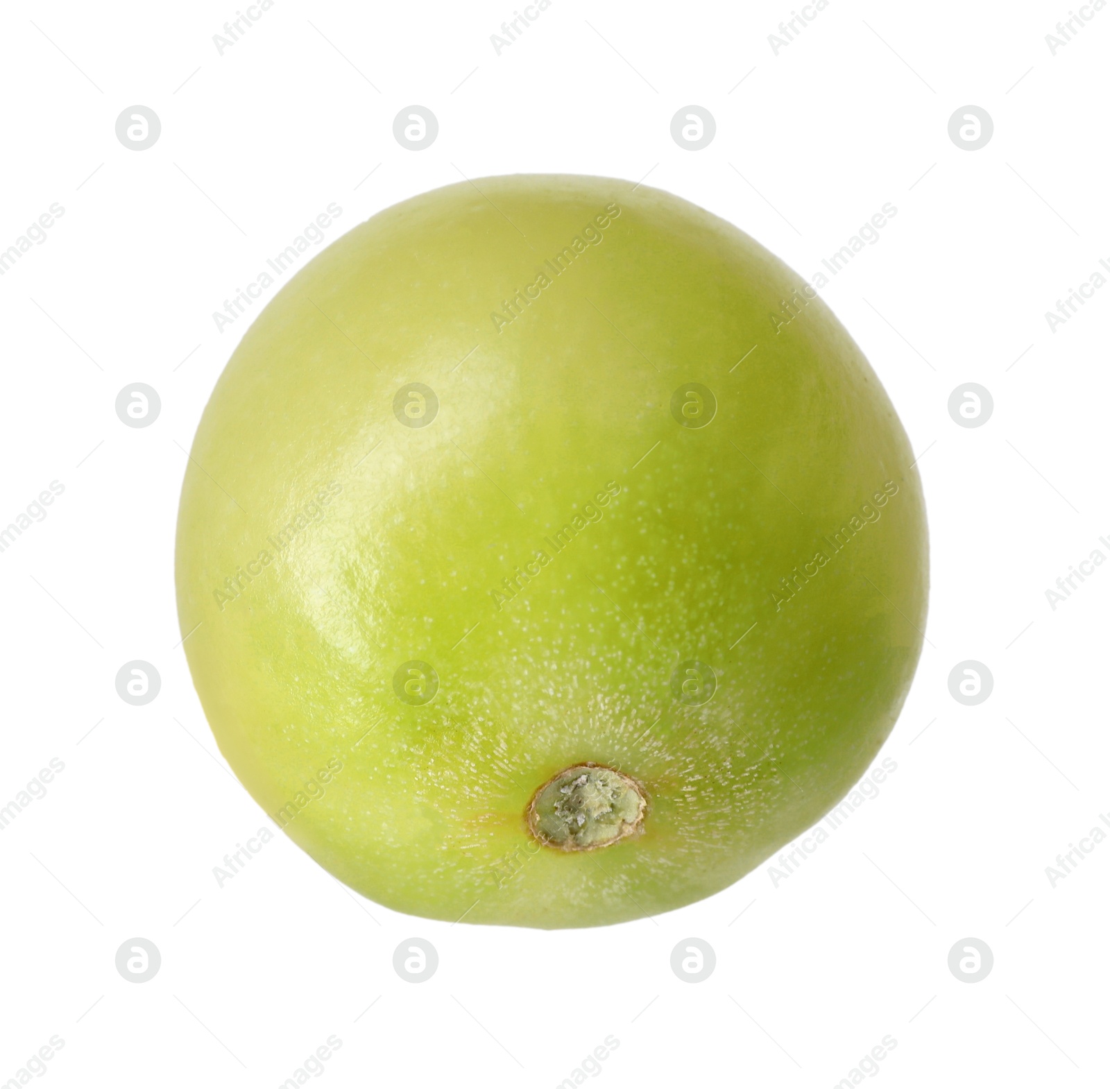 One ripe green tomato isolated on white Photo of One ripe green tomato isolated on white