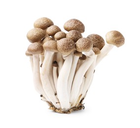 Photo of Cluster of fresh brown shimeji mushrooms isolated on white