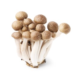 Photo of Cluster of fresh brown shimeji mushrooms isolated on white