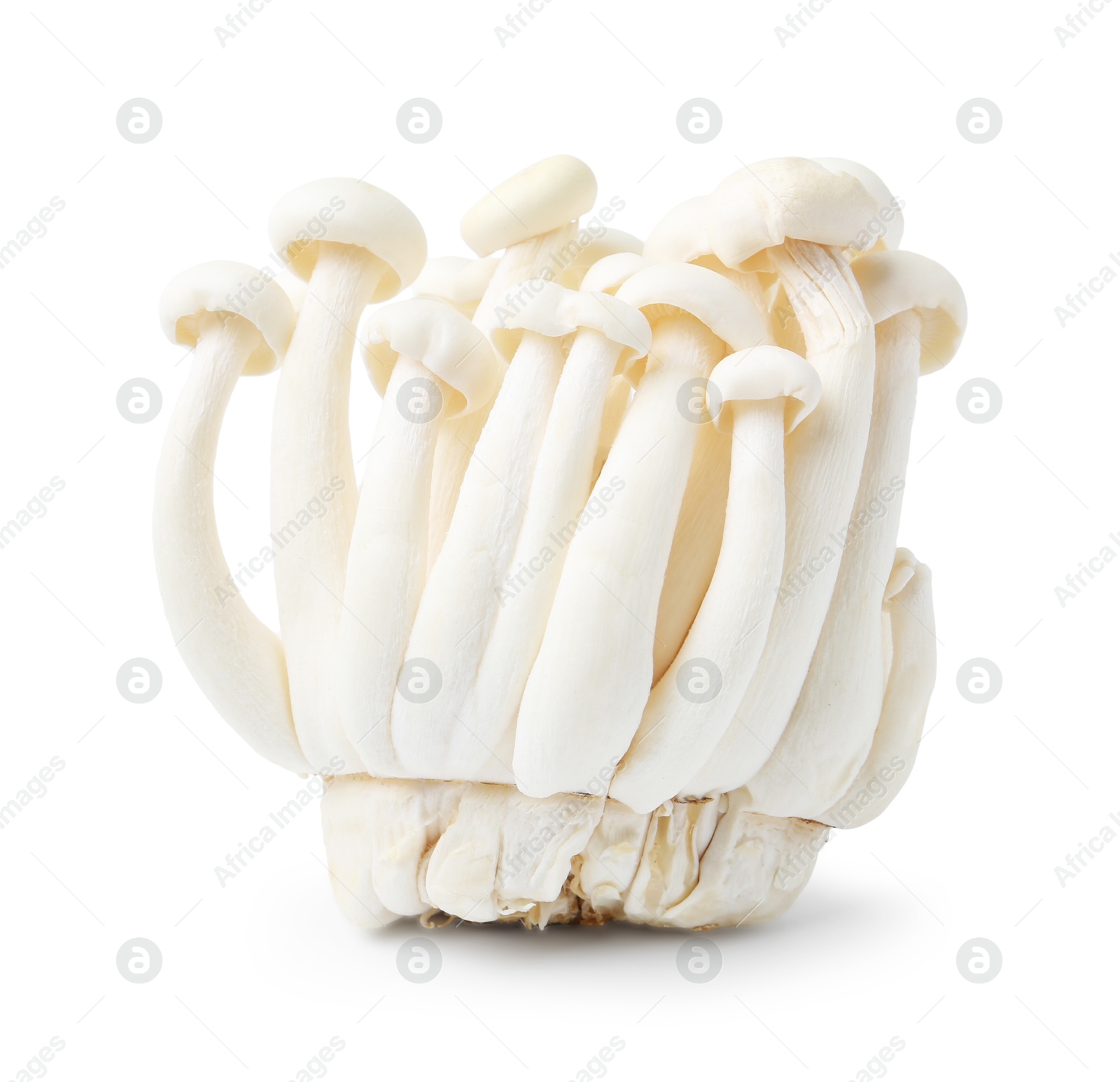 Cluster of fresh shimeji mushrooms isolated on white Photo of Cluster of fresh shimeji mushrooms isolated on white