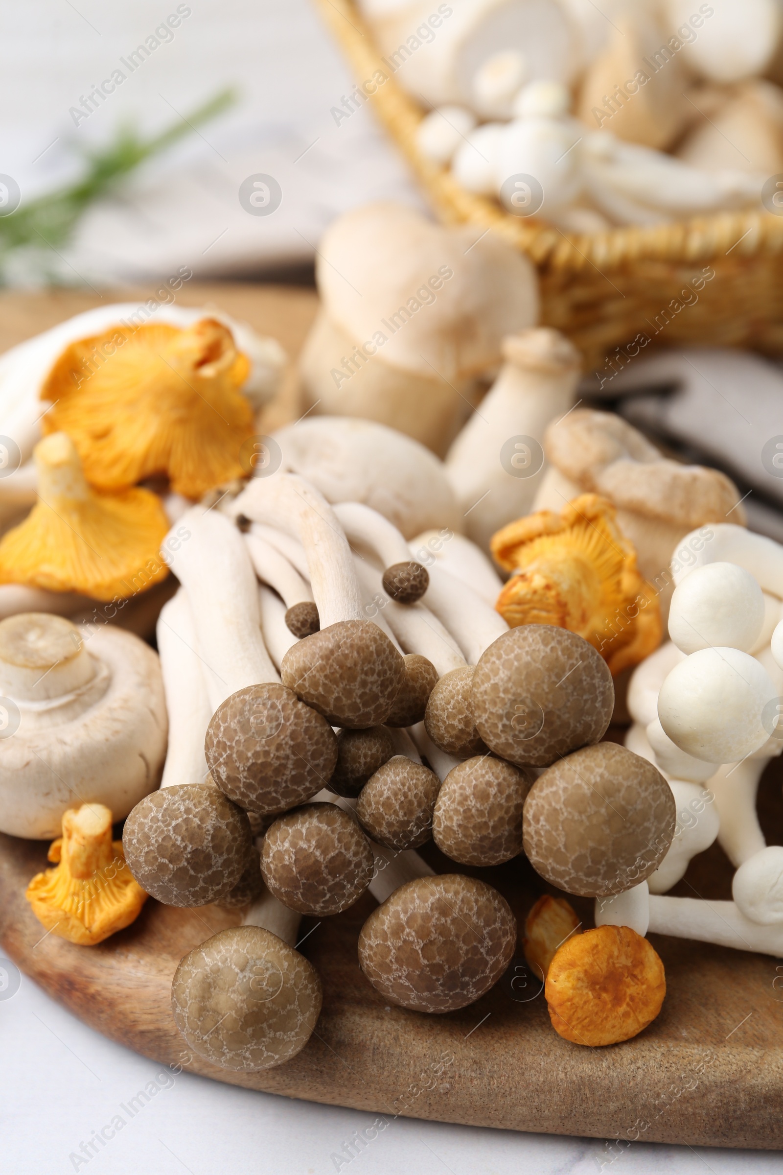 Different raw mushrooms on light table, closeup Photo of Different raw mushrooms on light table, closeup